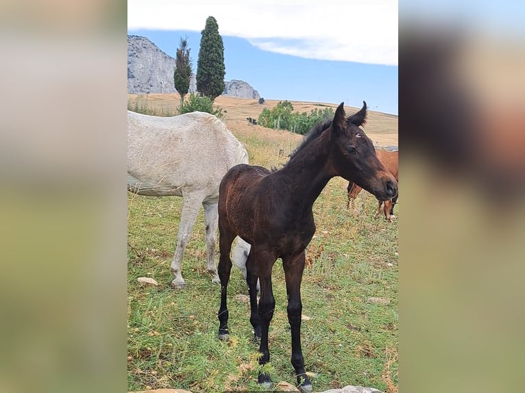 Sella Italiano Stallion  Bay-Dark in Corleone