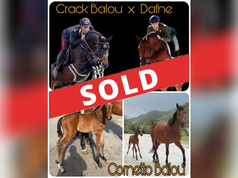 Sella Italiano Stallion Brown in Borgo Pace Sella Italiano Stallion Brown in Borgo Pace