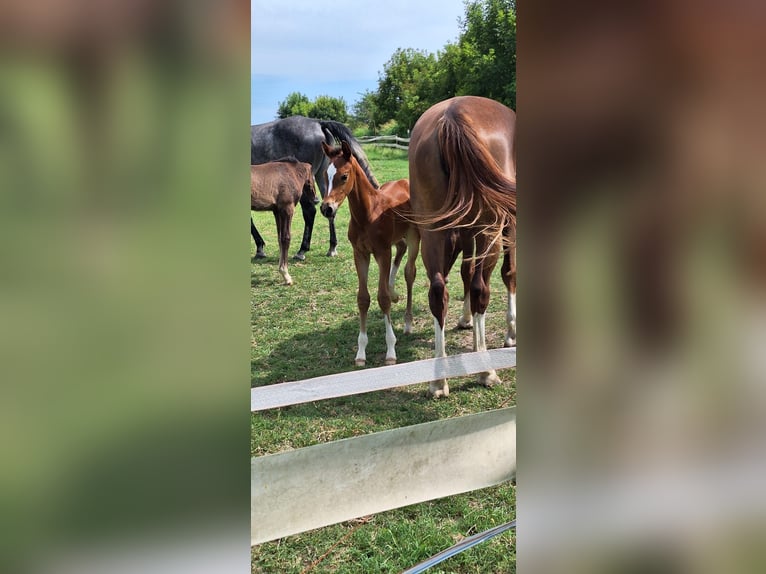 Sella Italiano Stallion Foal (06/2024) Brown in Sant&#8217;Angelo Lodigiano