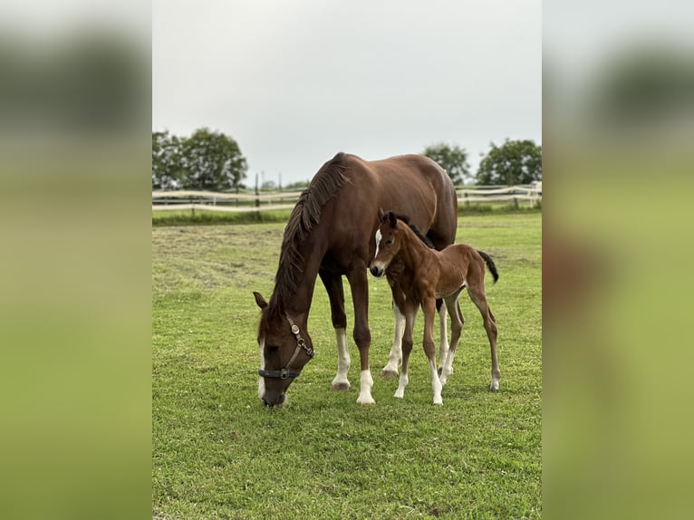 Sella Italiano Stallion Foal (06/2024) Brown in Sant&#8217;Angelo Lodigiano