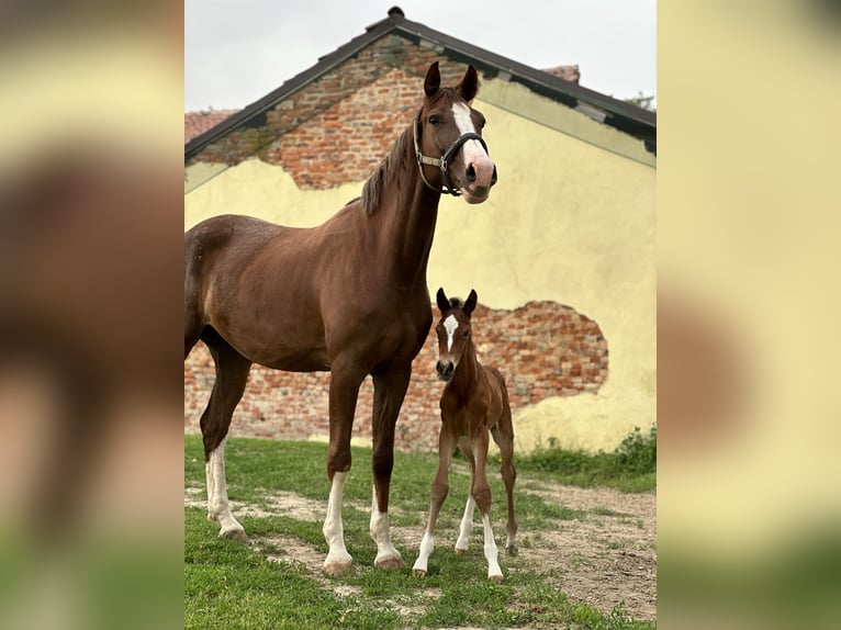 Sella Italiano Stallion Foal (06/2024) Brown in Sant&#8217;Angelo Lodigiano