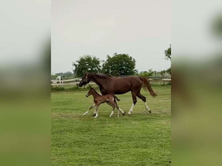 Sella Italiano Stallion Foal (06/2024) Brown in Sant&#8217;Angelo Lodigiano