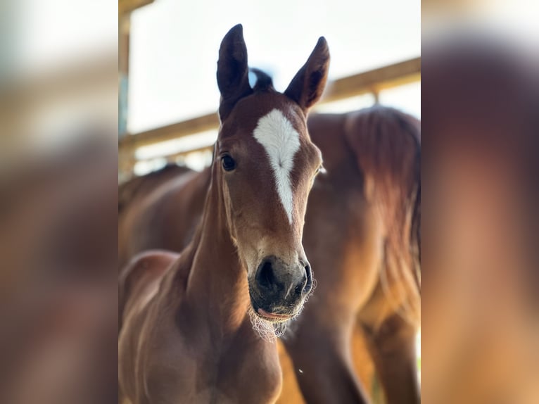 Sella Italiano Stallion Foal (06/2024) Brown in Sant&#8217;Angelo Lodigiano