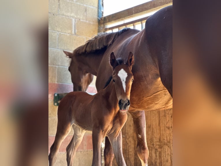 Sella Italiano Stallion Foal (06/2024) Brown in Sant&#8217;Angelo Lodigiano