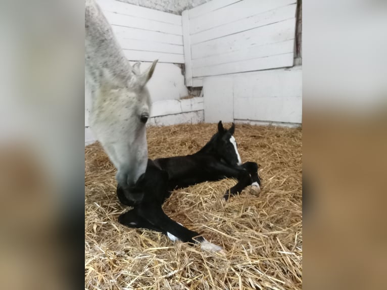 Sella Italiano Stallion Foal (05/2024) Brown in Tolmezzo