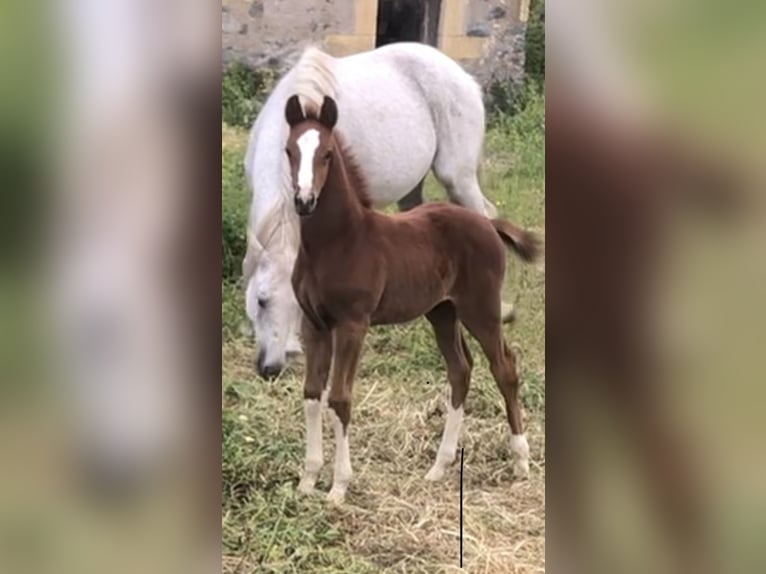 Sella Italiano Stallion Foal (03/2024) Chestnut-Red in Oristano
