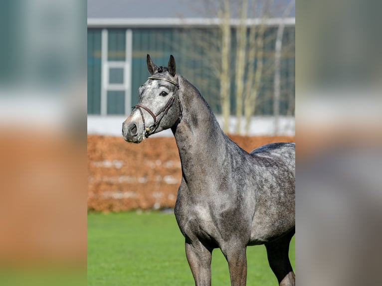 Sella Italiano Stallion Grey in H&#xF6;rstel