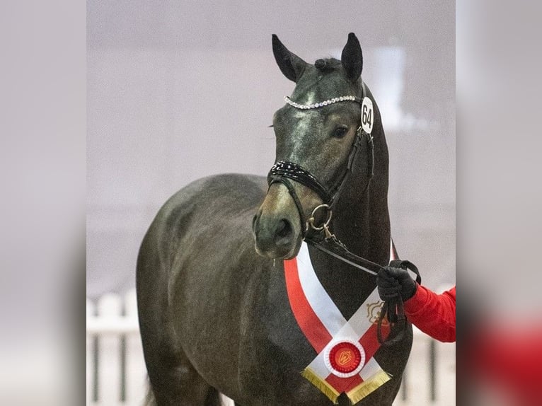 Sella Italiano Stallion Grey in H&#xF6;rstel