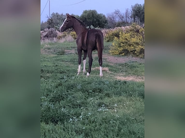 Sella Italiano Stallone 1 Anno Grigio in Cagliari