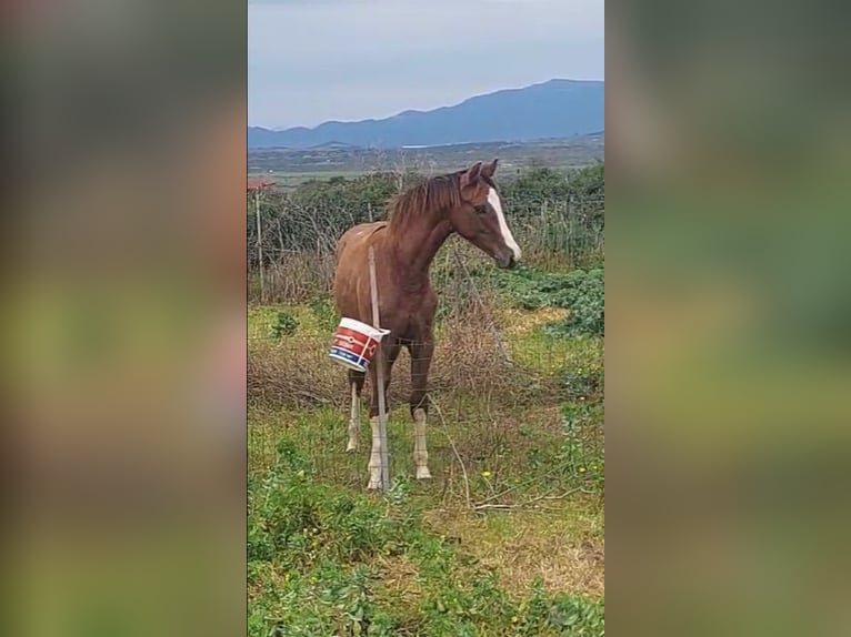 Sella Italiano Stallone 1 Anno Grigio in Cagliari