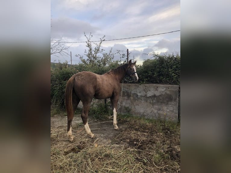 Sella Italiano Stallone 1 Anno Grigio in Cagliari
