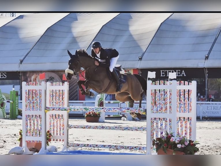 Sella Italiano Stallone 2 Anni 160 cm Baio in Ormea