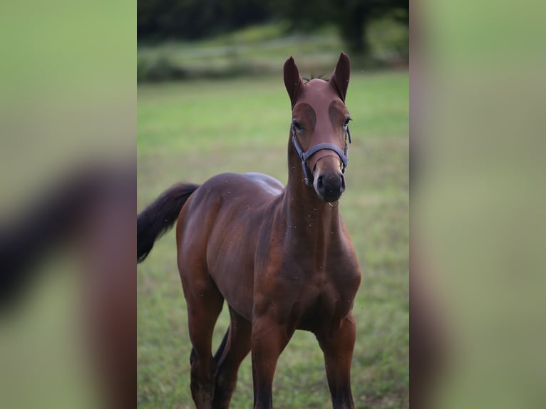 Sella Italiano Stallone 2 Anni Baio ciliegia in Fagnano Olona