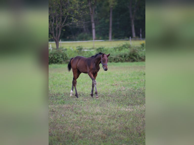 Sella Italiano Stallone 2 Anni Baio ciliegia in Fagnano Olona