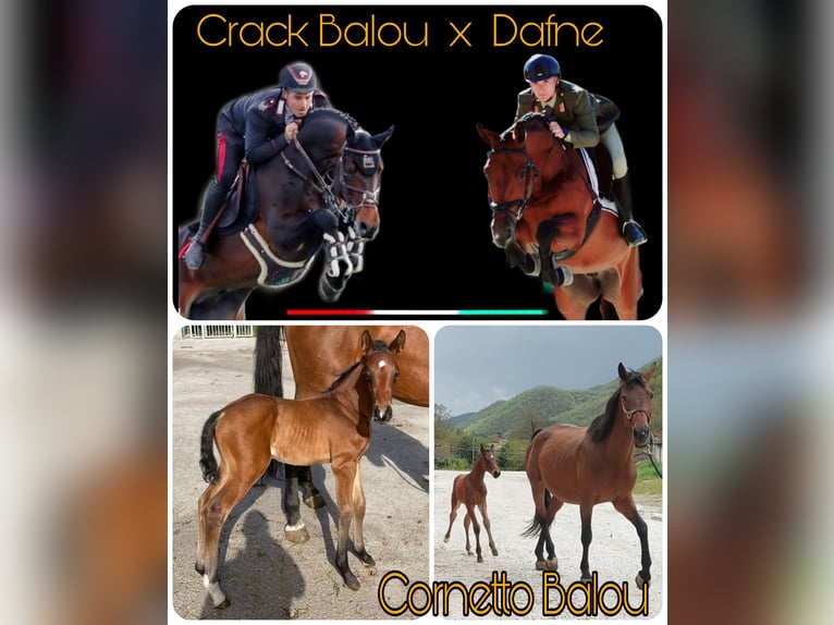Sella Italiano Stallone Baio in Borgo Pace Sella Italiano Stallone Baio in Borgo Pace