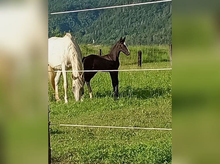 Sella Italiano Stallone Puledri
 (05/2024) Baio in Tolmezzo