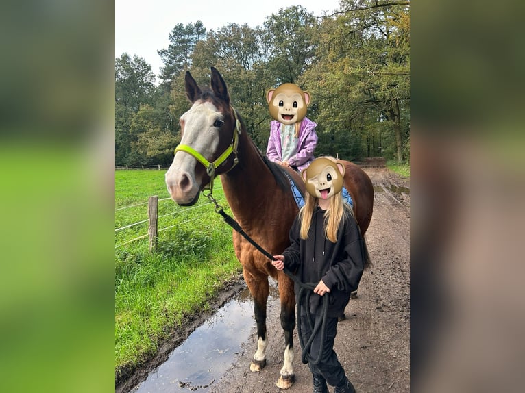 Sella Italiano Sto 11 år 160 cm Ljusbrun in HünxeHünxe