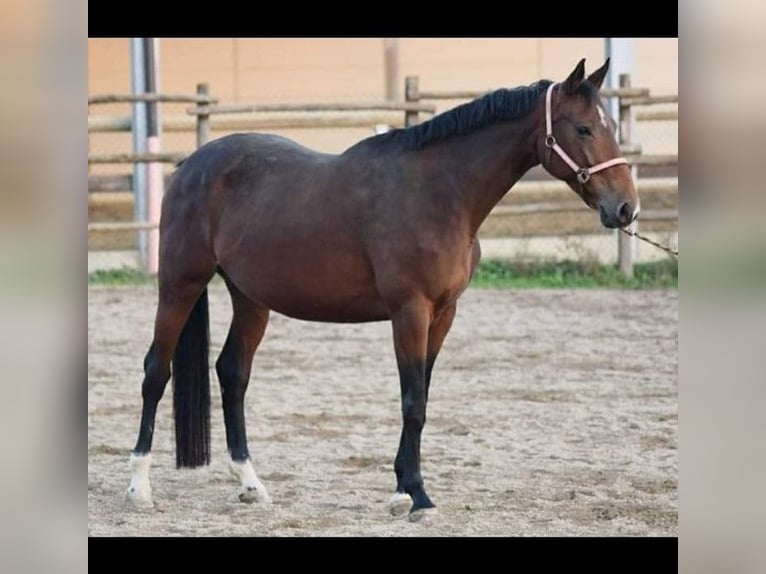 Sella Italiano Sto 15 år 170 cm Brun in Cerro Tanaro