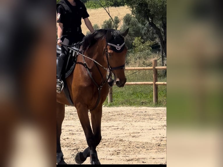 Sella Italiano Valack 5 år 175 cm Brun in Cerveteri