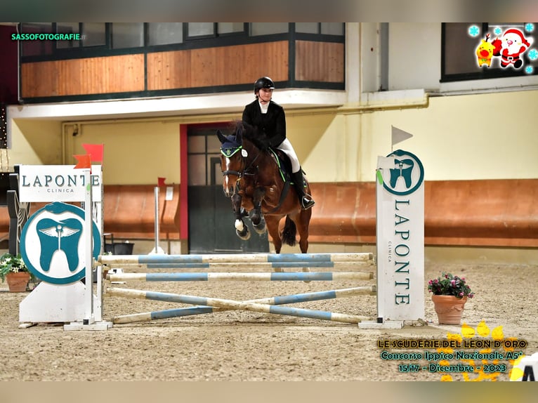 Sella Italiano Valack 6 år 170 cm Brun in Milano