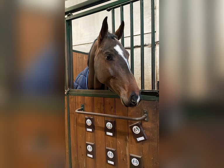 Sella Italiano Valack 7 år 163 cm Brun in Boschetto