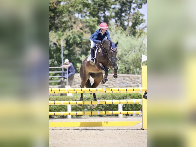 Sella Italiano Wałach 12 lat 163 cm Ciemnogniada in Roma