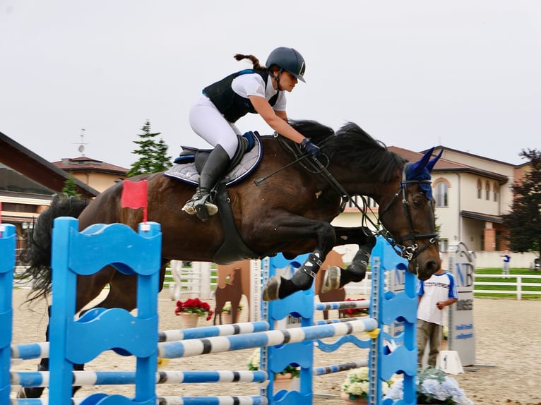 Sella Italiano Wałach 12 lat 177 cm Ciemnogniada in Buccinasco