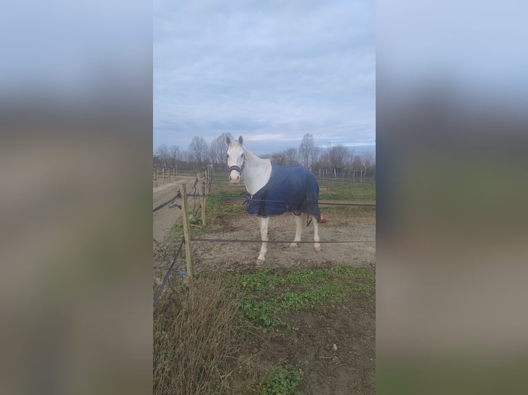 Sella Italiano Wałach 13 lat 166 cm Siwa w hreczce in Stra'