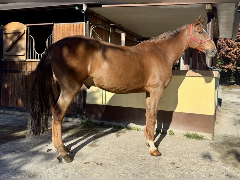 Sella Italiano Wałach 13 lat 175 cm Kasztanowata in Cambiago