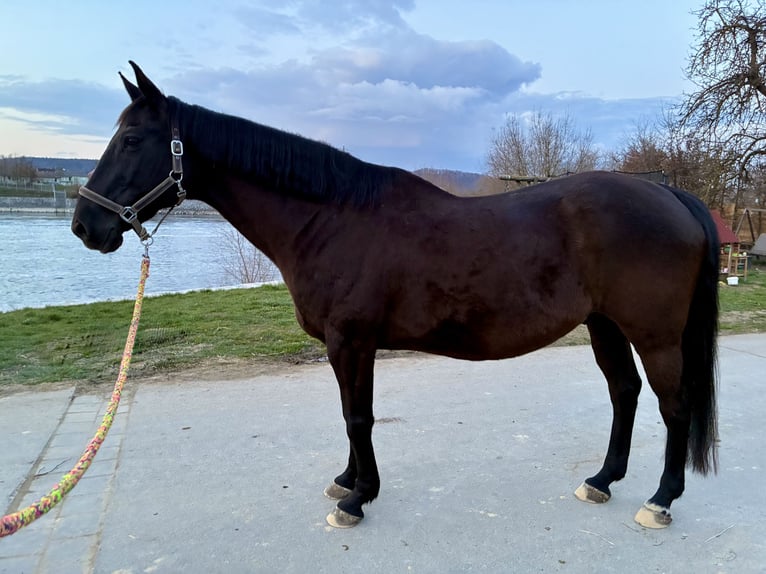 Sella Italiano Wałach 14 lat 162 cm Kara in Bad Abbach