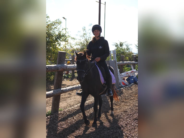 Sella Italiano Mix Wałach 4 lat 140 cm Ciemnogniada in Hohenruppersdorf