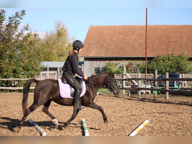Sella Italiano Mix Wałach 4 lat 140 cm Ciemnogniada in Hohenruppersdorf