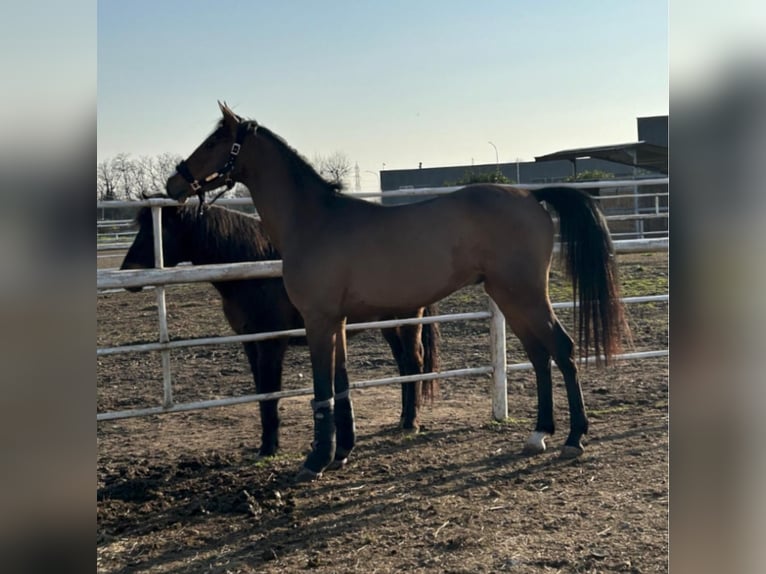 Sella Italiano Wałach 5 lat 163 cm Gniada in mesero
