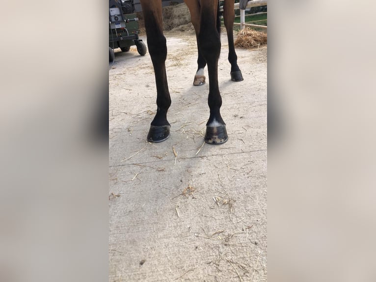 Sella Italiano Wałach 5 lat 163 cm Gniada in mesero