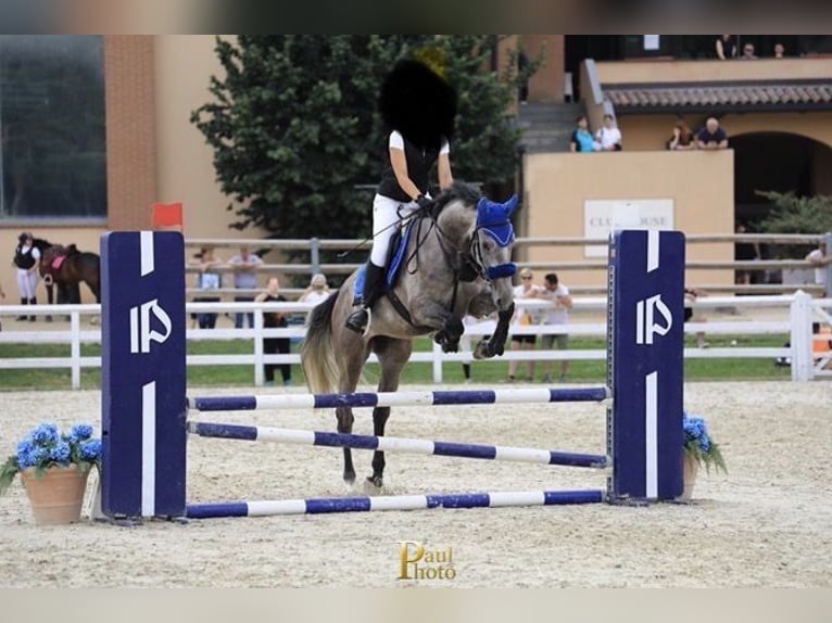 Sella Italiano Wałach 6 lat Siwa in Pontoglio