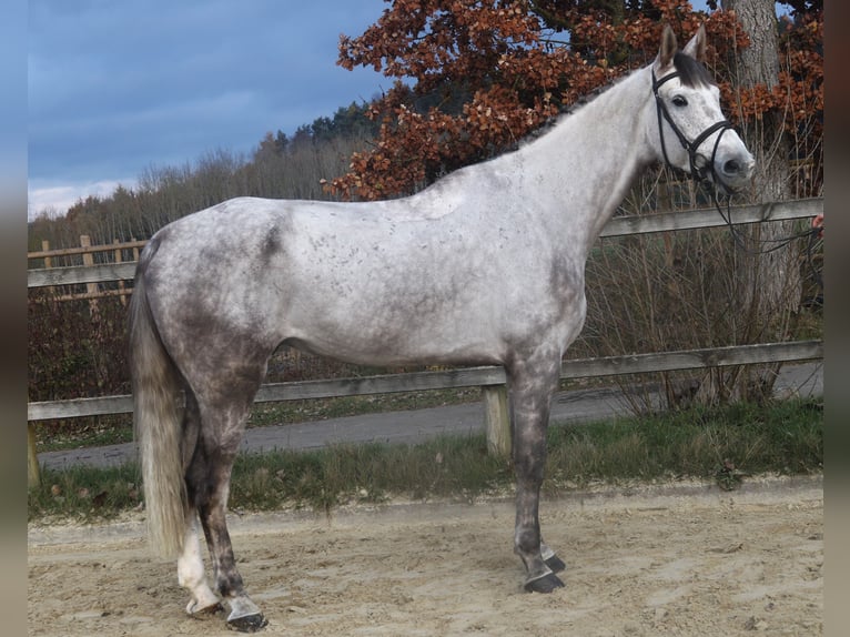 Sella Italiano Wałach 7 lat 172 cm Siwa in Bad D&#xFC;rrheim