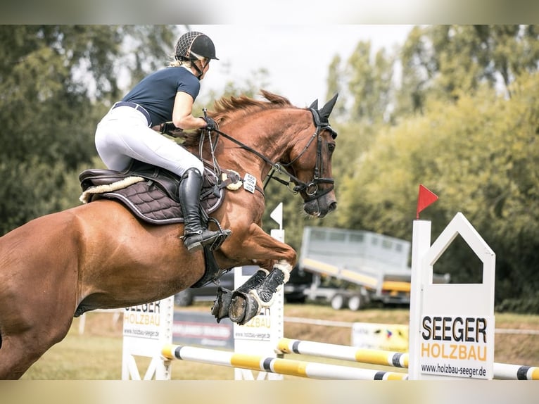 Sella Italiano Wałach 8 lat 166 cm Kasztanowata in Donaueschingen