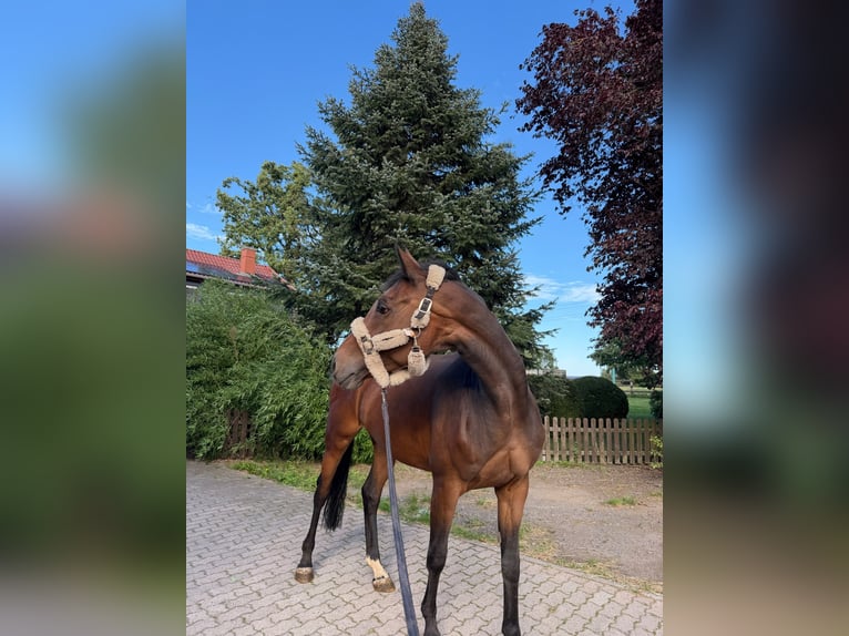 Sella Italiano Yegua 12 años 175 cm Castaño in Hilchenbach