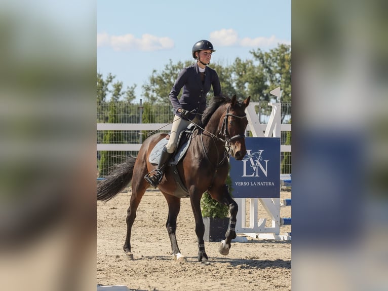 Sella Italiano Yegua 13 años 163 cm Castaño oscuro in Nowogard
