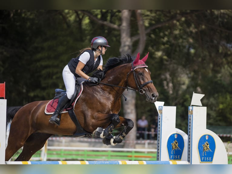 Sella Italiano Yegua 13 años 170 cm Castaño in Lurate Caccivio