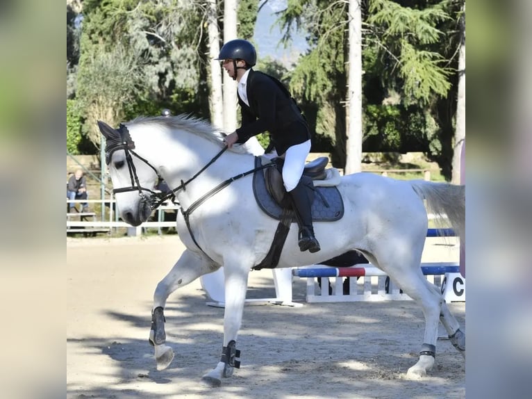 Sella Italiano Yegua 18 años 150 cm Tordo in Caserta