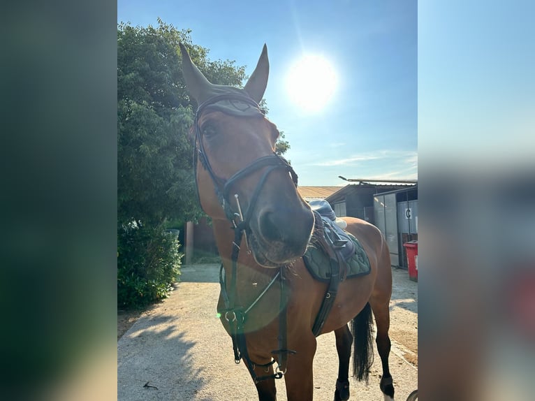 Sella Italiano Yegua 18 años 180 cm Castaño in Selvazzano Dentro