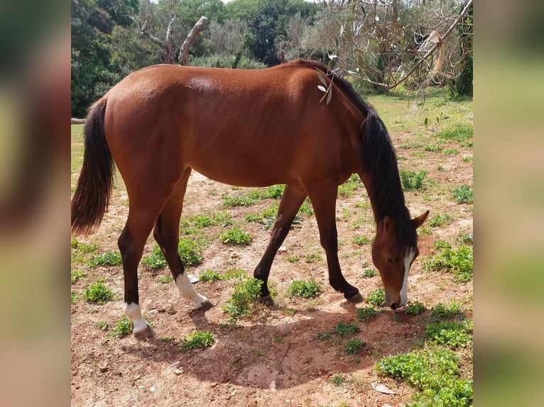Sella Italiano Yegua 1 año 160 cm Castaño in Alessano