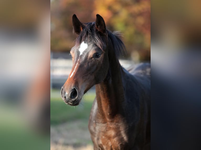 Sella Italiano Yegua 1 año Castaño in AGRATE CONTRUBIA
