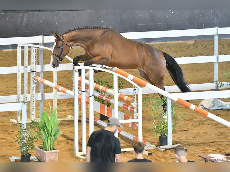 Sella Italiano Yegua 3 años 170 cm Castaño in Cagliari