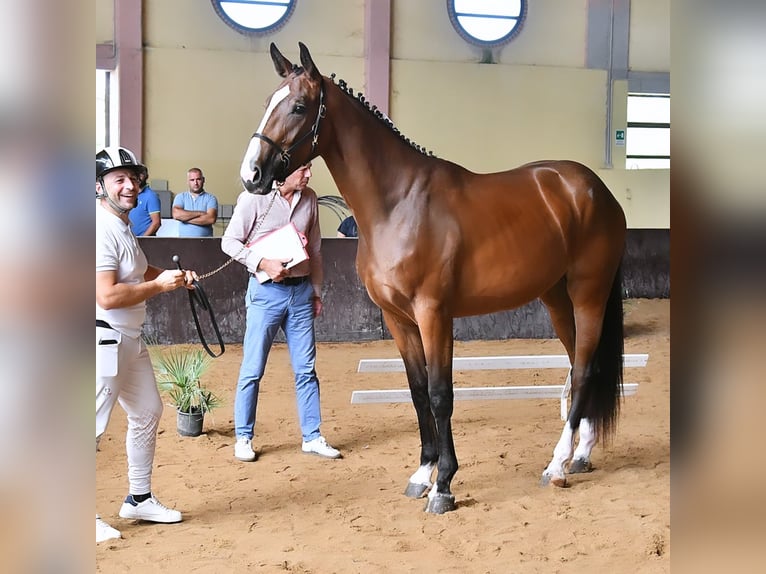 Sella Italiano Yegua 3 años 170 cm Castaño in Cagliari