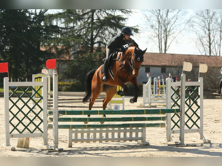 Sella Italiano Yegua 5 años Castaño in Udine