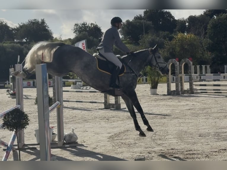 Sella Italiano Yegua 6 años 170 cm Tordo in Niscemi