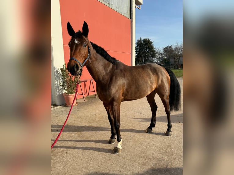 Sella Italiano Yegua 9 años 171 cm Castaño in Grote Brogel