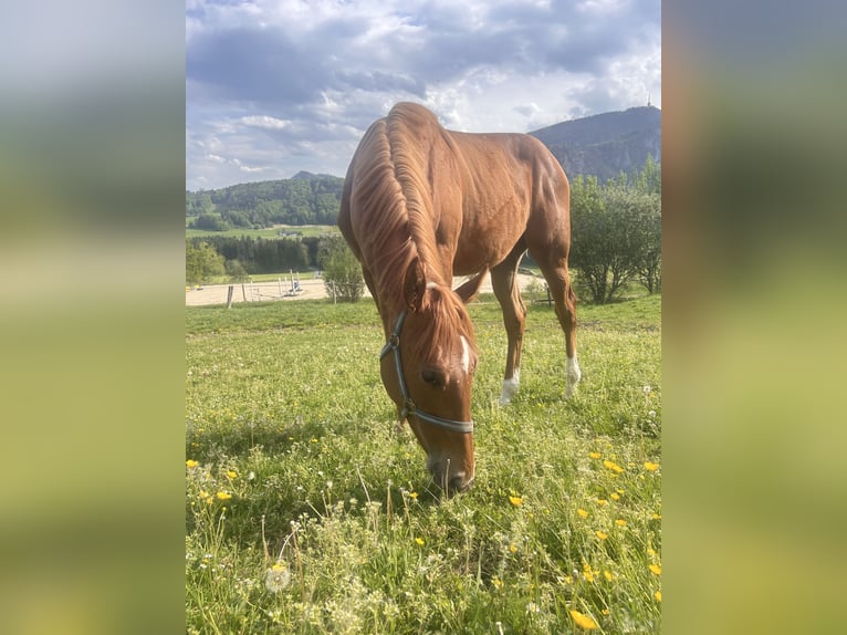 Selle autrichien Étalon 1 Année 130 cm Alezan in Eugendorf